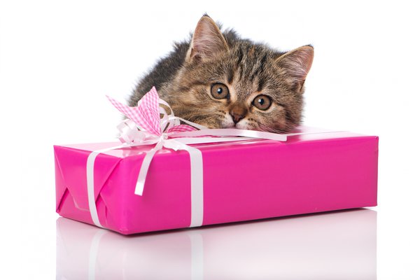 Котенок в подарок 