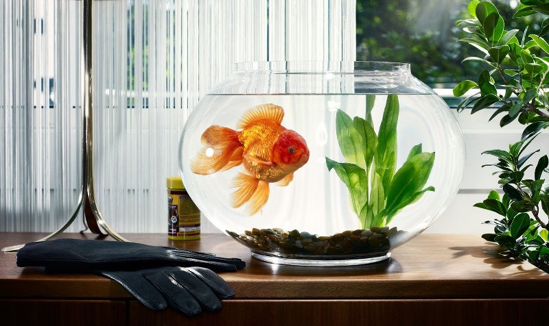 Также аквариум можно дополнить живыми растениями 